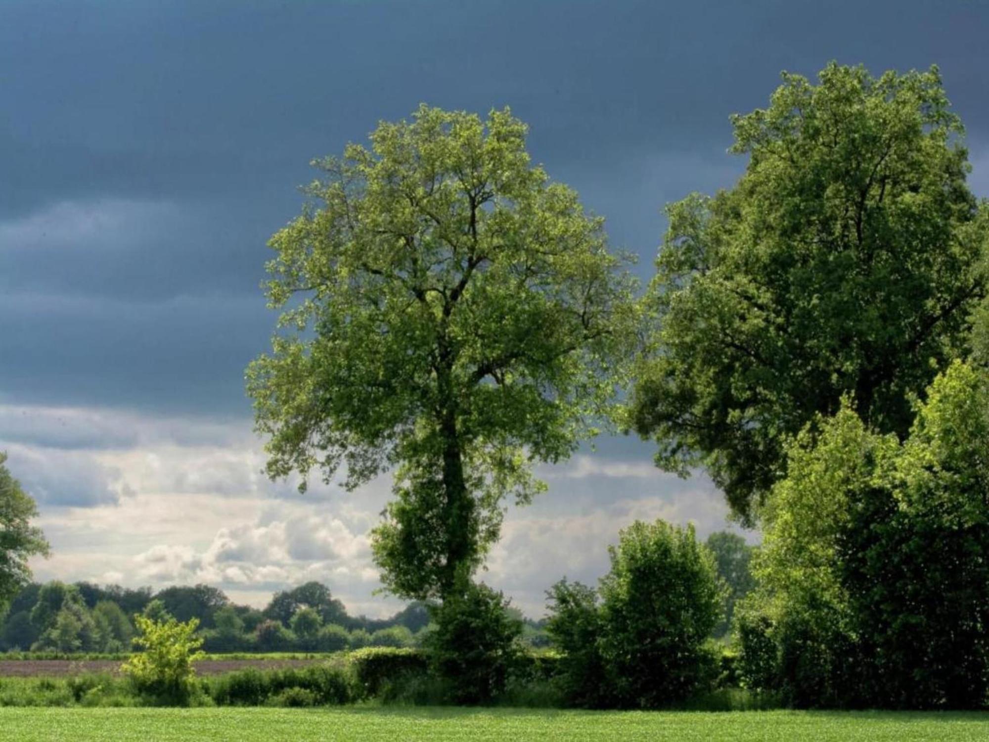 Staying In A Thatched Barn With Box Bed Beautiful View Region Achterhoek Geesteren  エクステリア 写真